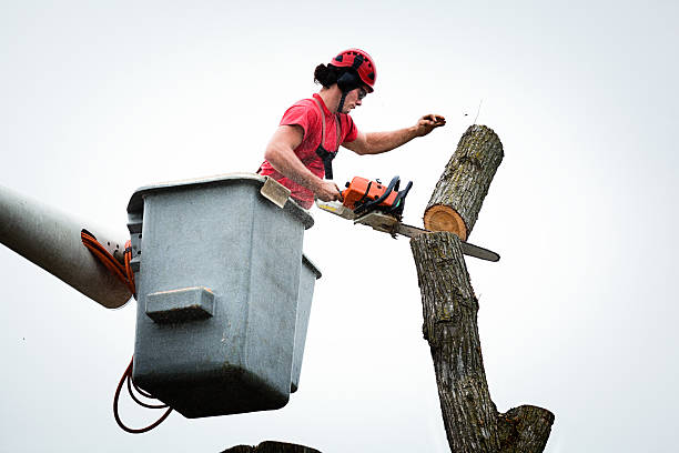 Best Tree Trimming and Pruning  in Crestline, OH